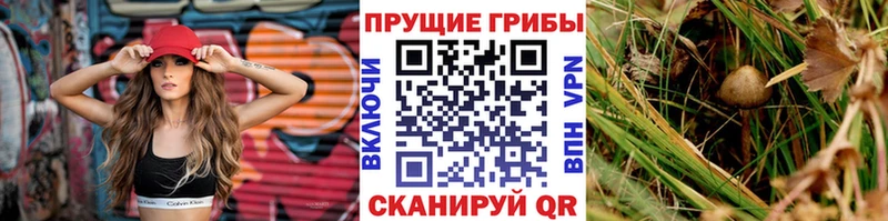 Галлюциногенные грибы прущие грибы  Верхотурье 